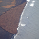 Illustration for article titled Massive Congregation Of 35,000 Walruses Linked To Climate Change